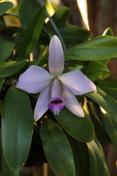 Phalaenopsis   104.jpg
